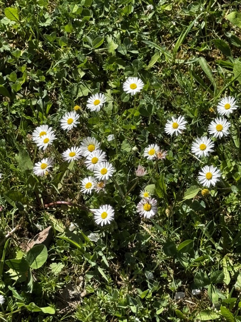 Warum Löwenzahn und Gänseblümchen so gesund sind – Die Heilkraft der Wiesen entdecken 1 Warum Löwenzahn und Gänseblümchen so gesund sind – Die Heilkraft der Wiesen entdecken
