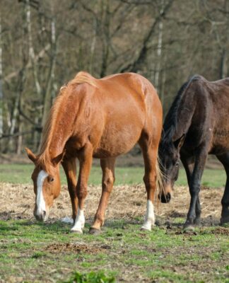 Auf der sicheren Seite: Wenn Frauen, Pferde und Versicherungen harmonieren