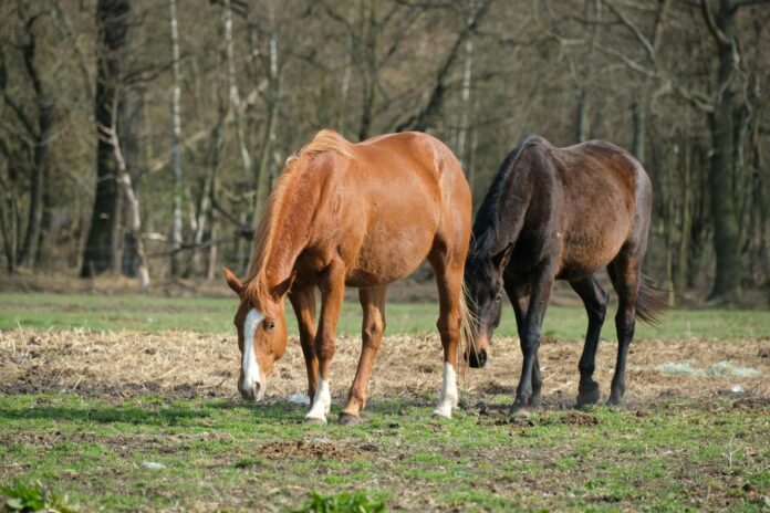peaceful horses grazing in forest meadow