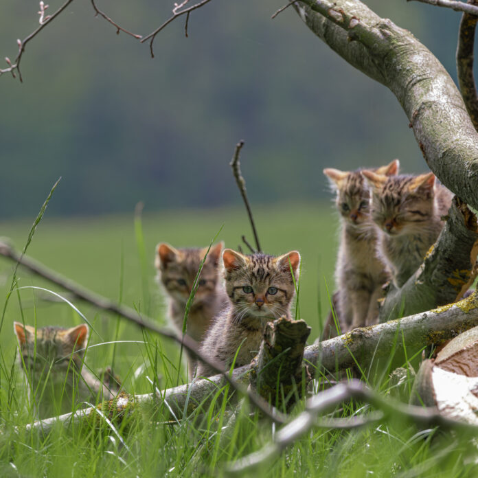 Wildkatzen Jungtiere © Bastian Schmitt 8