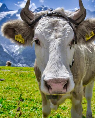 Studien zeigen: Milch erhöht das Krankheitsrisiko nicht