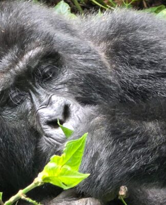 Gorillas – Die sanften Riesen Ugandas