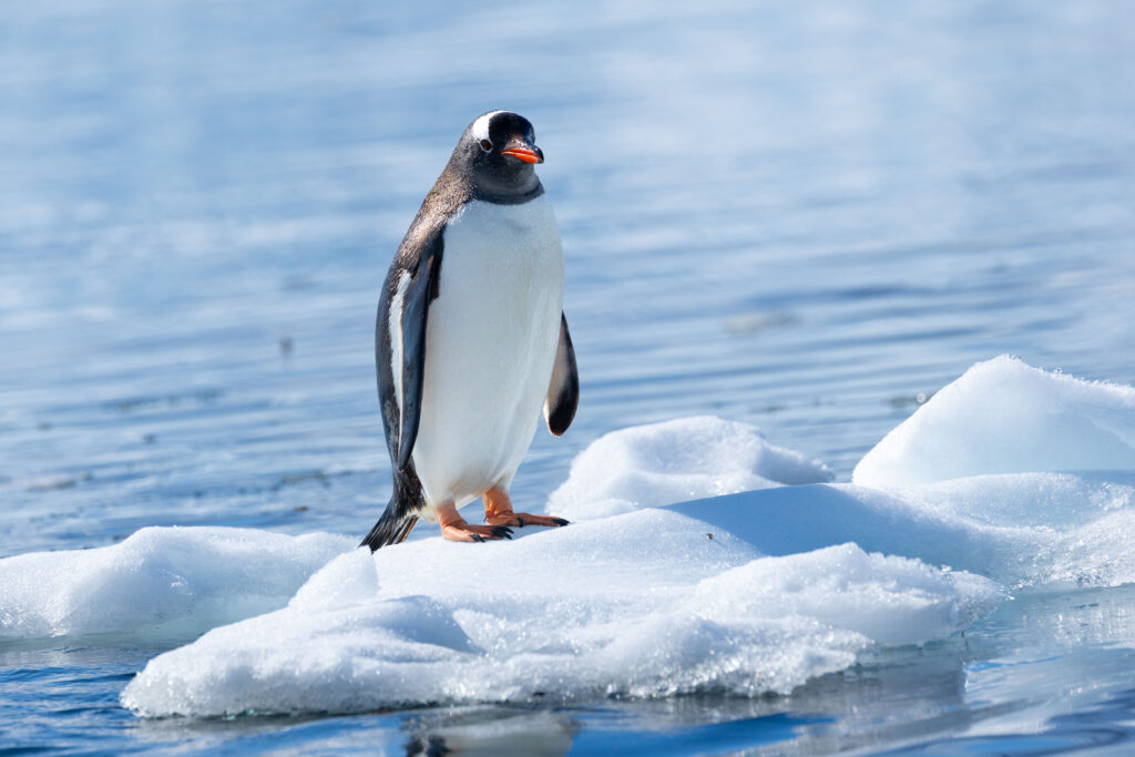 Expeditionsreisen im Boom: IKARUS TOURS-CEO Nicolas Kitzki über Arktis, Antarktis und den neuen Luxus des Reisens 3 Eselspinguine (Gentoo Penguins) in der Antarktis: Die Tiere gehören zu den bekanntesten Bewohnern der Polarregionen und sind ein zentrales Erlebnis auf Expeditionsreisen in die Antarktis.
📸 Sean Scott / @seanscottphotography