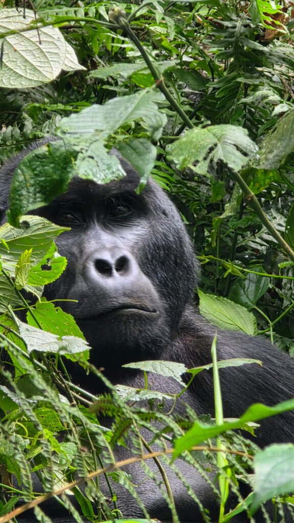 Gorillas - Die sanften Riesen Ugandas 3 Der Lebensraum der Berggorillas / Janes Magazin / Reisebeschreibung / Uganda / Afrika Foto: Ursula
