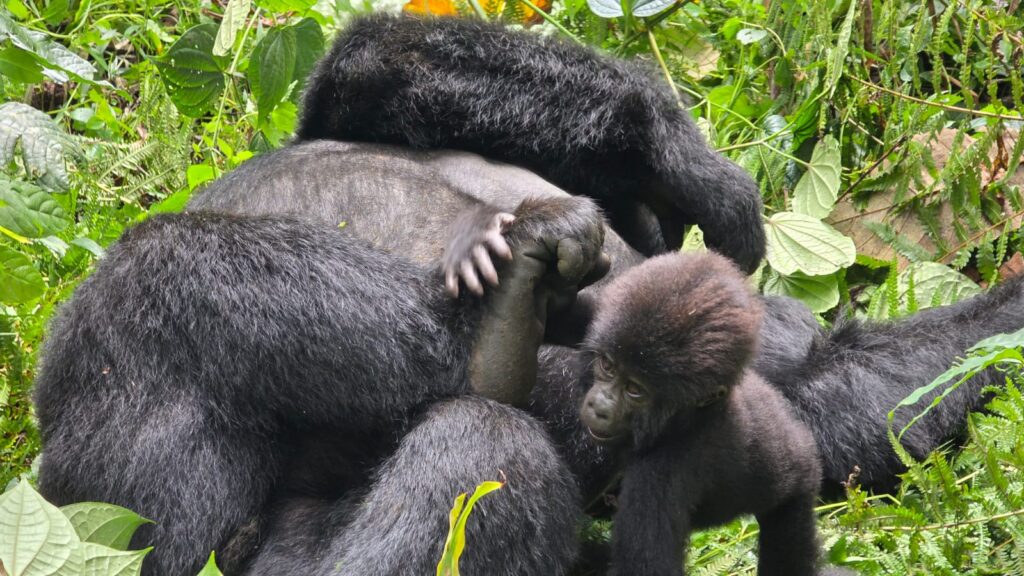 Gorillas - Die sanften Riesen Ugandas 2 Der Lebensraum der Berggorillas / Janes Magazin / Reisebeschreibung / Uganda / Afrika Foto: Ursula