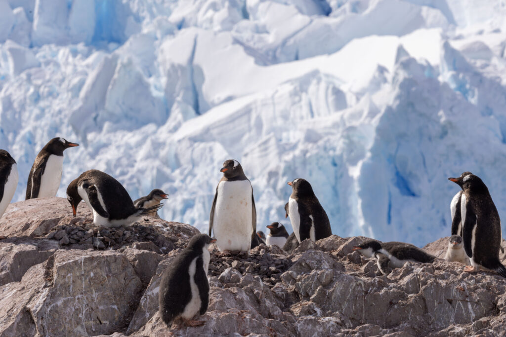 Expeditionsreisen Arktis, Antarktis: Nicolas Kitzki, CEO von IKARUS TOURS und PolarNEWS, gibt exklusive Einblicke in neue Routen 3 Eselspinguine in der Antarktis – beeindruckende Tierbegegnungen wie diese stehen im Mittelpunkt moderner Expeditionsreisen, wie sie IKARUS TOURS gemeinsam mit PolarNEWS in die Polarregionen anbietet.
© Sean Scott / @seanscottphotography