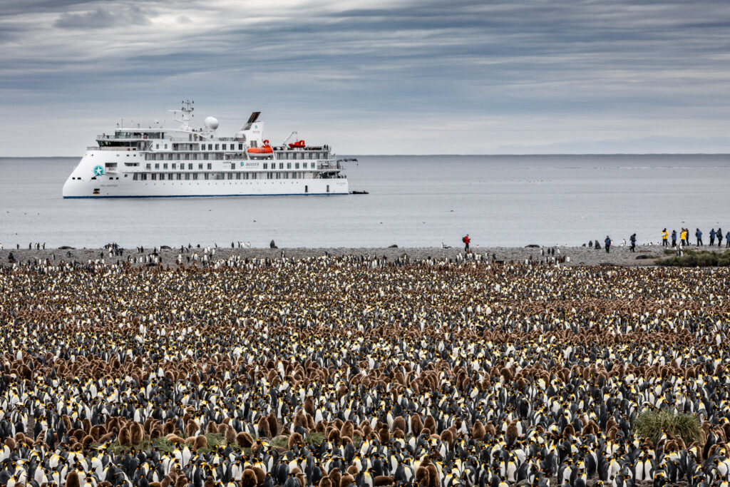 Expeditionsreisen Arktis, Antarktis: Nicolas Kitzki, CEO von IKARUS TOURS und PolarNEWS, gibt exklusive Einblicke in neue Routen 5 „Greg Mortimer“ und Königspinguine in der Antarktis: Authentische Naturerlebnisse prägen Expeditionsreisen von IKARUS TOURS und PolarNEWS – CEO Nicolas Kitzki gibt dazu exklusive Einblicke im Interview.
© Susan Portnoy