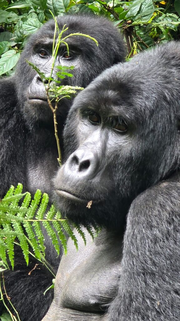 Gorillas - Die sanften Riesen Ugandas 1 Gorillas - Die sanften Riesen Ugandas Foto: Ursula