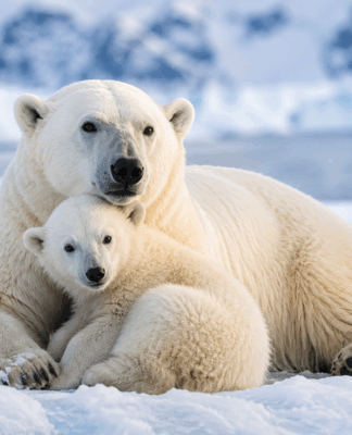 Eisbären majestätische Könige der Arktis