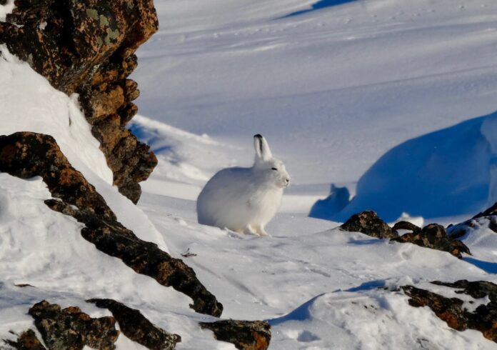 Der Arktische Hase (Lepus arcticus) zählt zu den hervorragend an das raue Klima der Polarregionen angepassten Säugetieren. Sein dichtes Fell schützt ihn vor eisigen Temperaturen, während seine weiße Winterfärbung perfekte Tarnung in der arktischen Landschaft bietet. Auf Expeditionen mit IKARUS TOURS und PolarNEWS lassen sich diese faszinierenden Tiere mit etwas Glück in ihrer natürlichen Umgebung beobachten. Foto: © Isaac Demeester / Unsplash