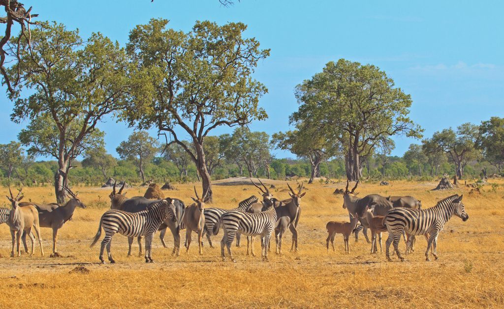 REISEN NACH EIGENEM RHYTHMUS: IKARUS TOURS LEGT INDIVIDUALREISEN 2027/28 VOR 7 Sambia – Zebras und Elenantilopen im South Luangwa Nationalpark: intensive Tierbeobachtungen in einer der eindrucksvollen Wildnisregionen Afrikas. Foto: © iStock / IKARUS TOURS